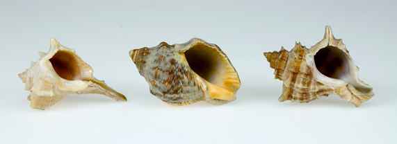 przykładowe ślimaki, z których pozyskiwano barwę